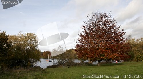 Image of Autumn trees