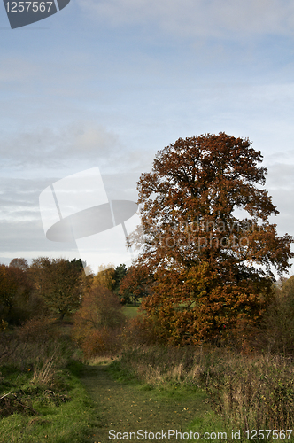 Image of Autumn trees