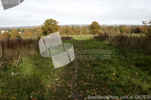 Image of Autumn trees