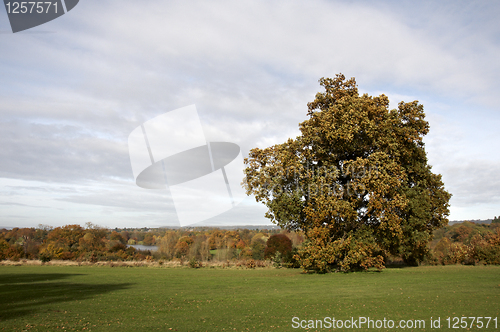 Image of Autumn trees