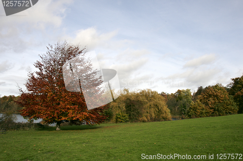 Image of Autumn trees