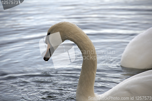 Image of Mute Swan 