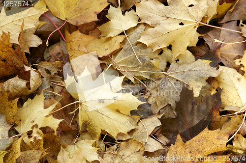 Image of Autumn leaves