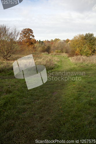 Image of Autumn trees