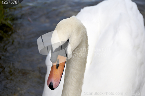 Image of Mute Swan 