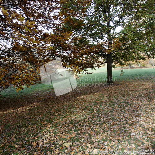 Image of Autumn trees