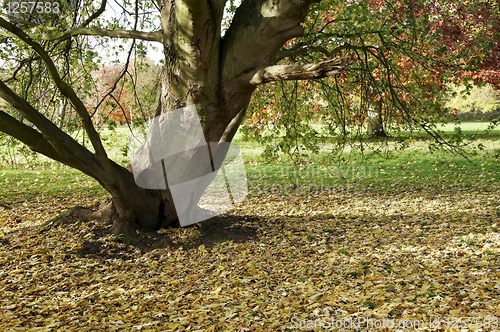 Image of Autumn trees