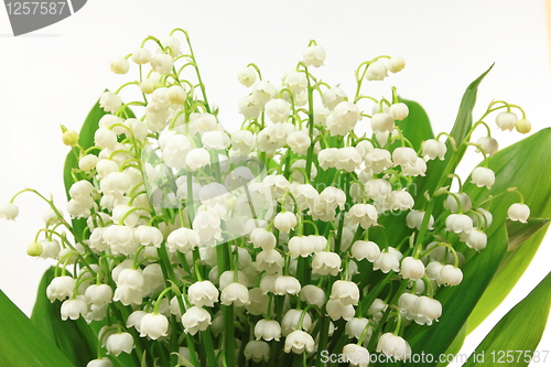 Image of Lily flowers