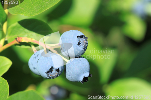 Image of Blue huckleberry