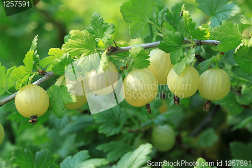 Image of Gooseberry