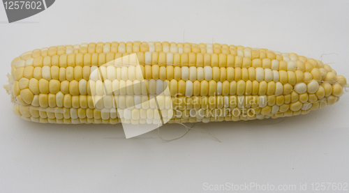 Image of Fresh Corn