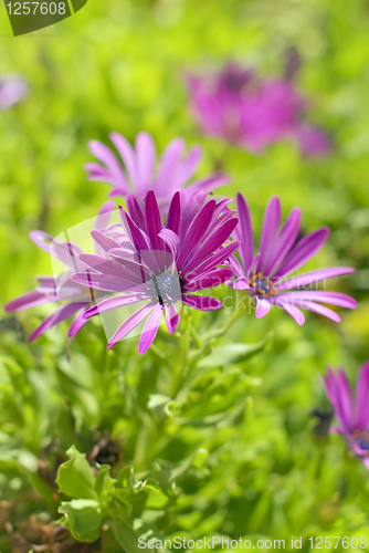 Image of African Daisy Flower