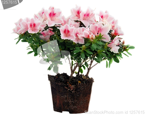 Image of Pink Azalea flowers flowerpot