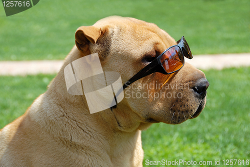 Image of Adorable Shar Pei in sunglasses