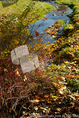 Image of Sunny Autumn