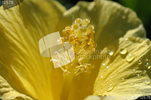 Image of Yellow Hibiscus