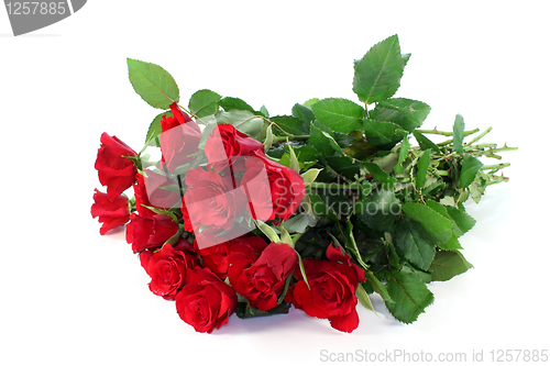 Image of Roses