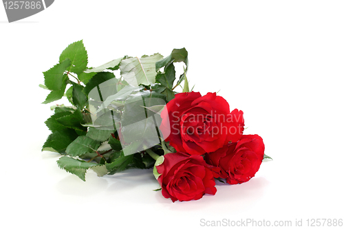 Image of Roses