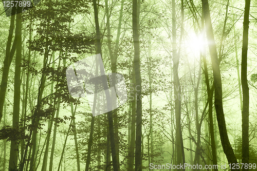 Image of forest foggy