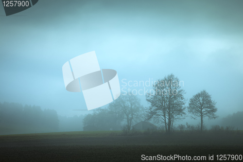 Image of autumn forest