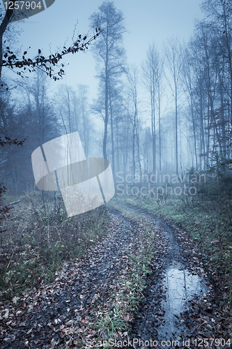 Image of autumn forest