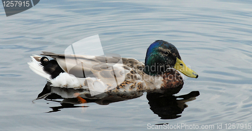 Image of Duck