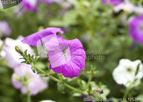 Image of Beautiful petunia