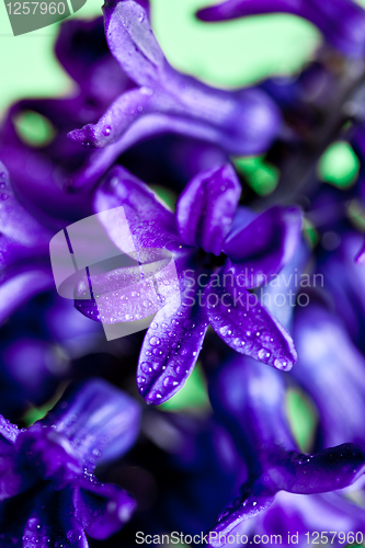 Image of blue hyacinth