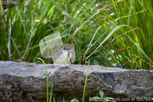 Image of Great tit