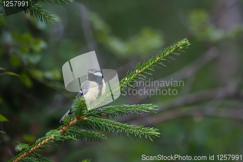 Image of Great tit