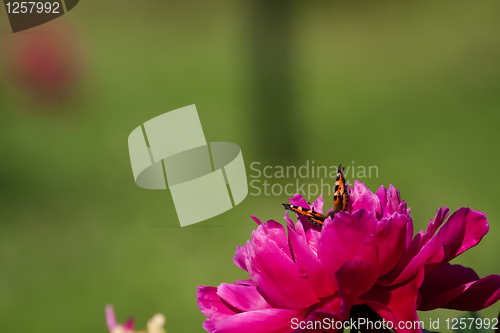 Image of Peaony wiht butterfly