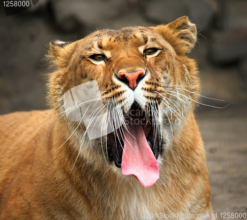 Image of Yawning liger.