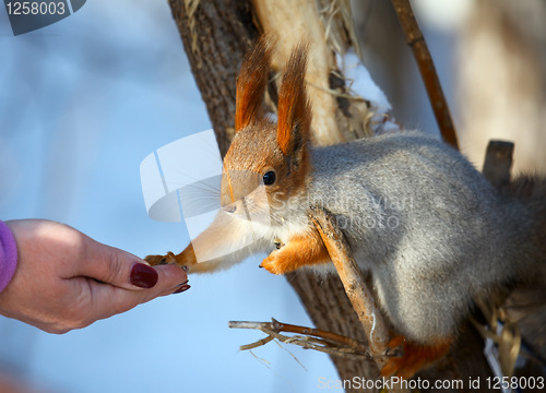 Image of Squirrel.