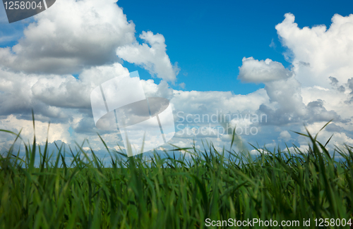 Image of Fresh grass on meadow.