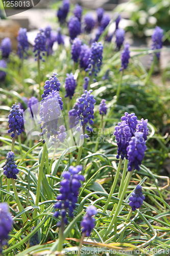 Image of blue spring flowers