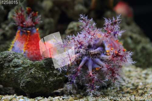 Image of color corals 