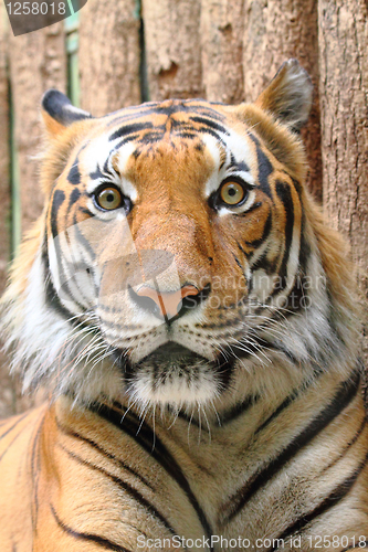 Image of head of tiger