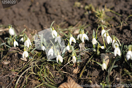 Image of spring white flowers