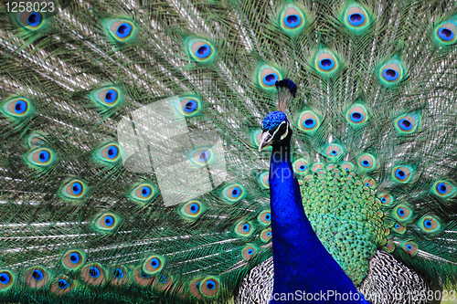 Image of peacock 