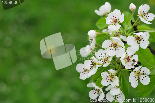 Image of spring apple flowers background