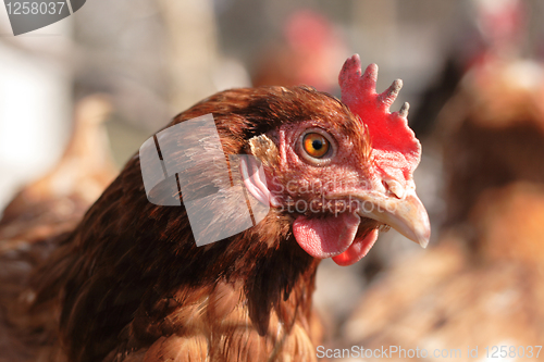 Image of  head of chicken