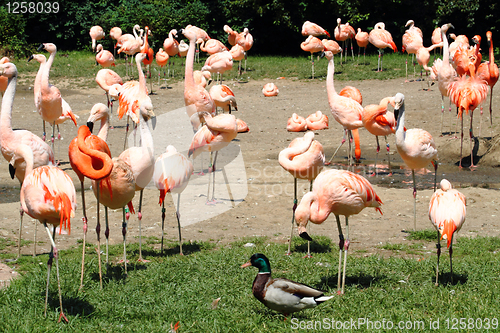 Image of flamingos