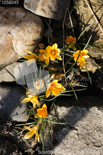 Image of spring yellow flowers