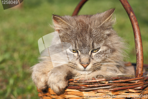 Image of cat in the basket