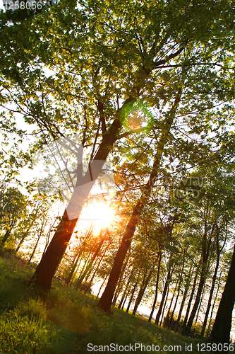 Image of sunset in the forest 