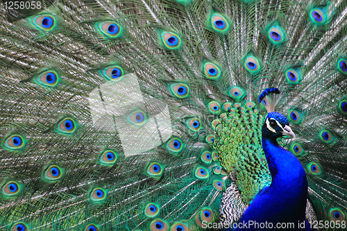 Image of peacock 