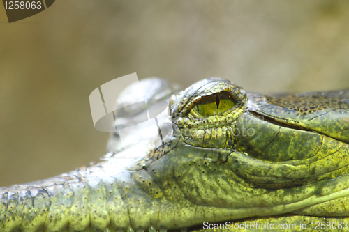 Image of aligator eye 