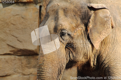 Image of head of elephant 