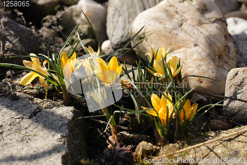 Image of spring yellow flowers