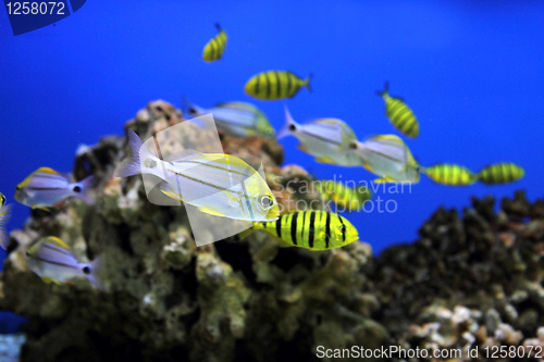 Image of aquarium background